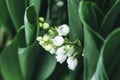 Lily of the valley flower. Convallaria majalis. White bells flower.Background Horizontal Close-up Macro shot. Natural nature Royalty Free Stock Photo