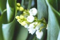 Lily of the valley flower. Convallaria majalis. White bells flower.Background Horizontal Close-up Macro shot. Natural nature Royalty Free Stock Photo