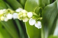 Lily of the valley flower. Convallaria majalis. White bells flower.Background Horizontal Close-up Macro shot. Natural nature Royalty Free Stock Photo