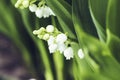 Lily of the valley flower. Convallaria majalis. White bells flower.Background Horizontal Close-up Macro shot. Natural nature Royalty Free Stock Photo