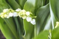 Lily of the valley flower. Convallaria majalis. White bells flower.Background Horizontal Close-up Macro shot. Natural nature Royalty Free Stock Photo