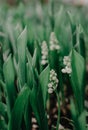 Lily of the valley flower. Convallaria majalis