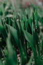 Lily of the valley flower. Convallaria majalis