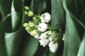 Lily of the valley flower. Convallaria majalis. White bells flower.Background Horizontal Close-up Macro shot. Natural nature Royalty Free Stock Photo