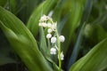 Lily of the valley flower in a dark forest, a ray of sun illuminates a blooming lily of the valley. Spring, forest, nature Royalty Free Stock Photo