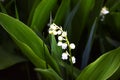 Lily of the valley flower in a dark forest, a ray of sun illuminates a blooming lily of the valley. Spring, forest, nature Royalty Free Stock Photo