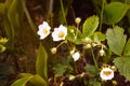 Lily of the valley flower in a dark forest, a ray of sun illuminates a blooming lily of the valley. Spring, forest, nature Royalty Free Stock Photo