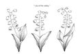 Lily of the valley flower drawing illustration. Black and white with line art. Royalty Free Stock Photo