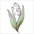 Lily of the valley flower drawing illustration. Color sketch with line art on white backgrounds Royalty Free Stock Photo