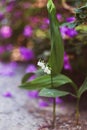 Lily of the valley flower in the garden in the sunset light Royalty Free Stock Photo