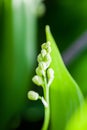 Lily of the valley flower