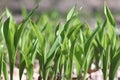 Lily of the valley flower leaves. Royalty Free Stock Photo