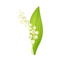 Lily of the valley flower. May lily fresh plant, symbol of spring vector illustration Royalty Free Stock Photo