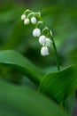 Lily of the valley flower in spring
