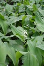 Lily of the valley in flower in spring