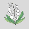 Lily of the valley flower. Vector stock illustration eps10. Royalty Free Stock Photo