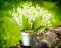 Lily of the valley flowers in bucket in forest Royalty Free Stock Photo