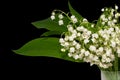 Lily-of-the-Valley flowers . Convallaria isolated on black background. Clipping path