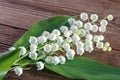 Lily of the valley Royalty Free Stock Photo