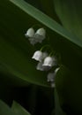 Lily of the valley flowers Royalty Free Stock Photo