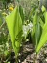 Lily of the valley flowers in spring closeup