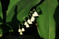 Beautiful spring background with lily of valley flowers. Royalty Free Stock Photo