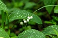 The lily of the valley. A forest flower. Royalty Free Stock Photo