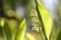 Lily of the valley in the forest on a sunnny spring morning Royalty Free Stock Photo