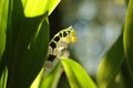 lily of the valley in forest on a sunnny spring morning close up fresh backlit by sun day poland Royalty Free Stock Photo