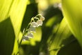 lily of the valley in forest on a sunnny spring morning close up fresh backlit by sun day poland Royalty Free Stock Photo