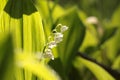 Lily of the valley in the forest on a sunnny spring morning Royalty Free Stock Photo