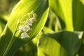 Lily of the valley in the forest on a sunnny spring morning Royalty Free Stock Photo