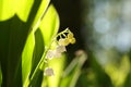 lily of the valley in the forest on a sunnny spring morning close up of fresh lily of the valley in the forest backlit by the Royalty Free Stock Photo