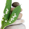 Lily-of-the-valley in front of a pebbles stack Royalty Free Stock Photo