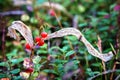 Lily of the valley fruits in late autumn Royalty Free Stock Photo