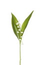 Lily of the Valley Royalty Free Stock Photo