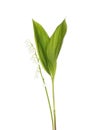 Lily of the Valley Royalty Free Stock Photo