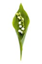 Lily-of-the-Valley Isolated on White