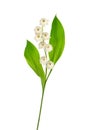 Lily of the valley