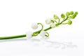 Lily of the valley Royalty Free Stock Photo