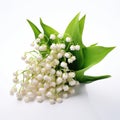 Lily of the valley isolated on white background