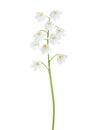Lily of the Valley isolated on white background