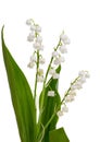 Lily of the valley