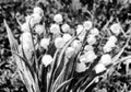 Lily of the valley with its intensely fragrant, graceful flowers