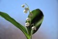 Lily of the valley / le muguet Royalty Free Stock Photo