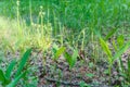 Lily of the valley leaves in the forest in sunset light Royalty Free Stock Photo