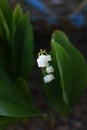 Lily of the valley with many white flowers. Royalty Free Stock Photo