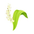 Lily of the valley. May bell flower, symbol of spring vector illustration on white background Royalty Free Stock Photo