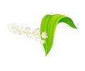 Lily of the Valley or May Bells with Oblong Green Leaf and Pendent Bell-shaped White Flowers Vector Illustration