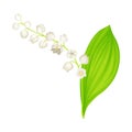 Lily of the Valley or May Bells with Oblong Green Leaf and Pendent Bell-shaped White Flowers Vector Illustration